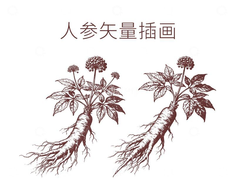 源文件下载【趣麦麦图】-矢量插画人参植物图