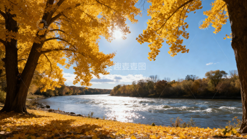 高清大图下载【趣麦麦图】银杏叶银杏树秋天013