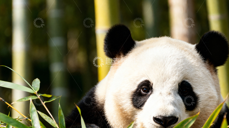 高清大图下载【趣麦麦图】可爱大熊猫010