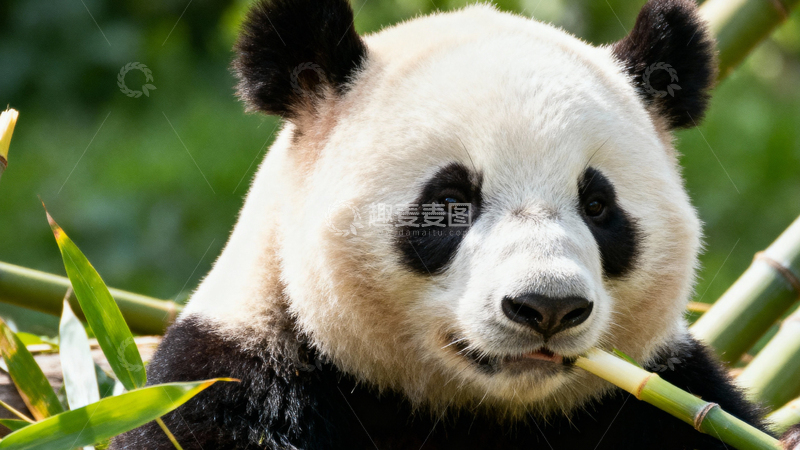 高清大图下载【趣麦麦图】可爱大熊猫009