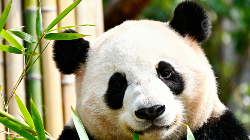 高清大图下载【趣麦麦图】可爱大熊猫005