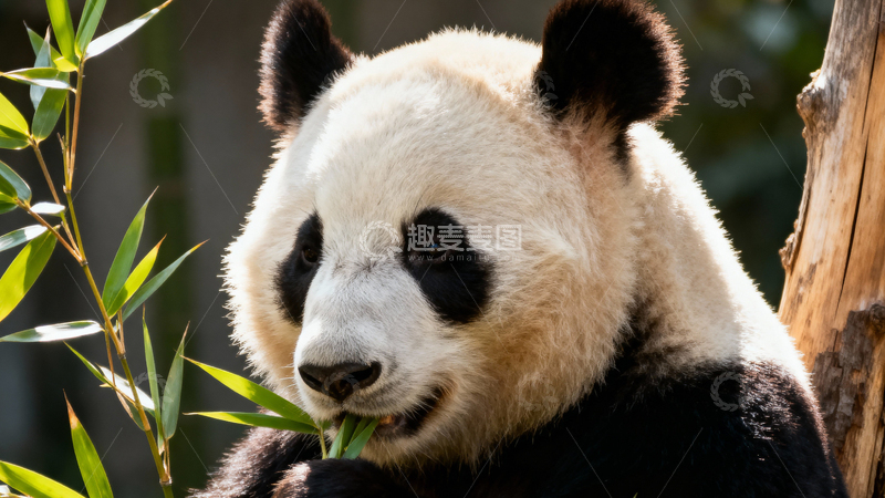 高清大图下载【趣麦麦图】可爱大熊猫004