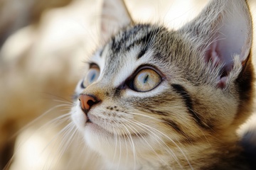 可爱的狸花猫特写摄影
