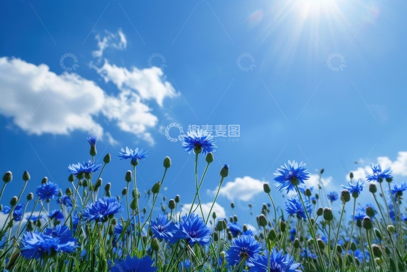 高清大图下载【趣麦麦图】紫色的野花花草