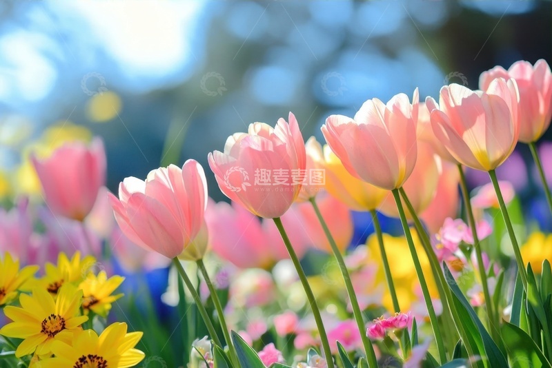 高清大图下载【趣麦麦图】花丛中盛开的粉色郁金香