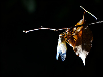 一枝，一枯叶，一个蝉蜕1