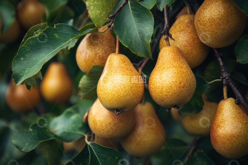 高清大图下载【趣麦麦图】-果园里的黄色水梨