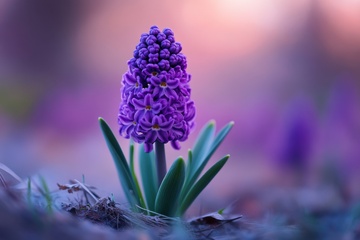 一株风信子植物特写摄影