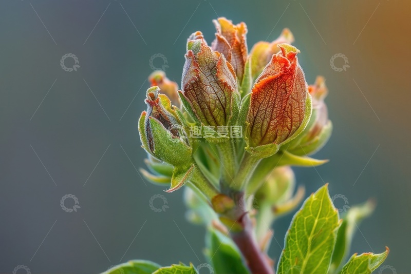 高清大图下载【趣麦麦图】含苞待放的绿叶摄影