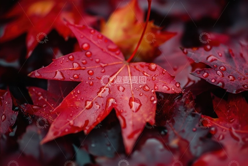 高清大图下载【趣麦麦图】地面上的红色枫叶