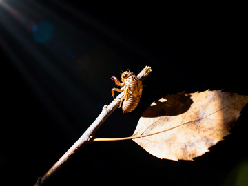 一枝，一枯叶，一个蝉蜕