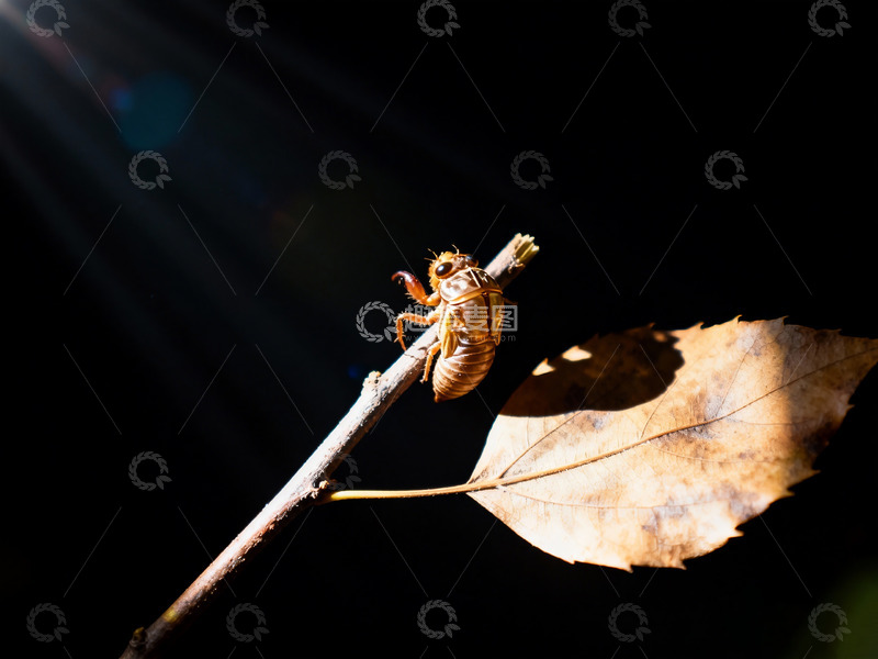 高清大图下载【趣麦麦图】一枝，一枯叶，一个蝉蜕