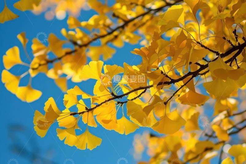 高清大图下载【趣麦麦图】金色的银杏树叶
