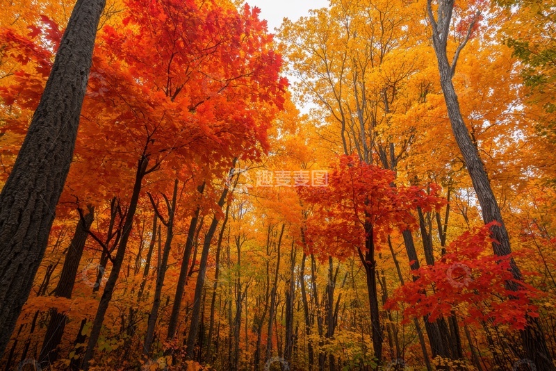高清大图下载【趣麦麦图】秋季枫树林美景