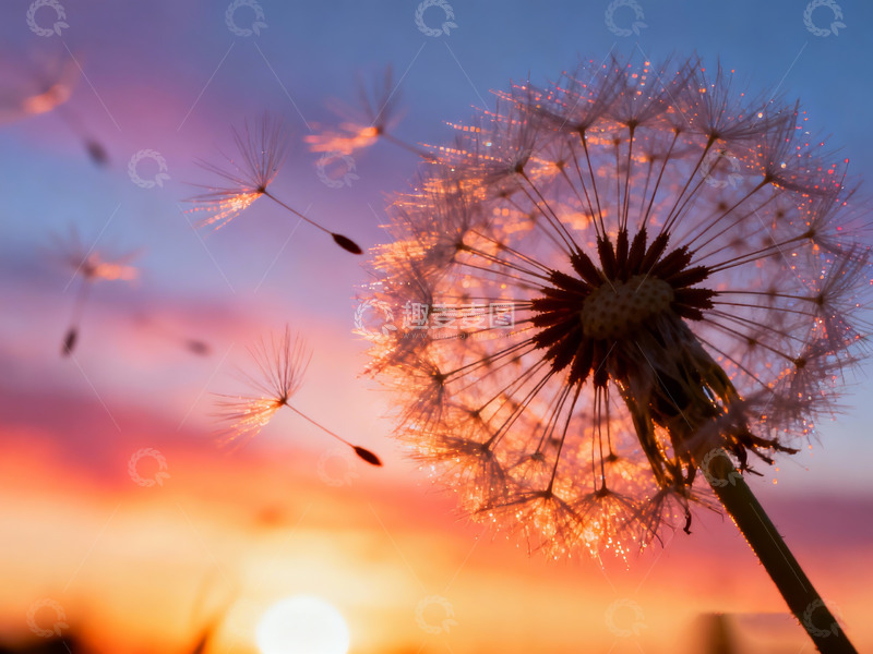 高清大图下载【趣麦麦图】蒲公英散落随风飘扬
