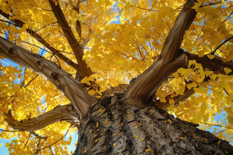 高清大图下载【趣麦麦图】一颗雄伟的银杏树