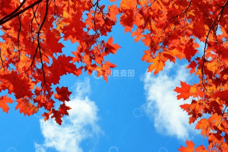 高清大图下载【趣麦麦图】红色的枫树树枝