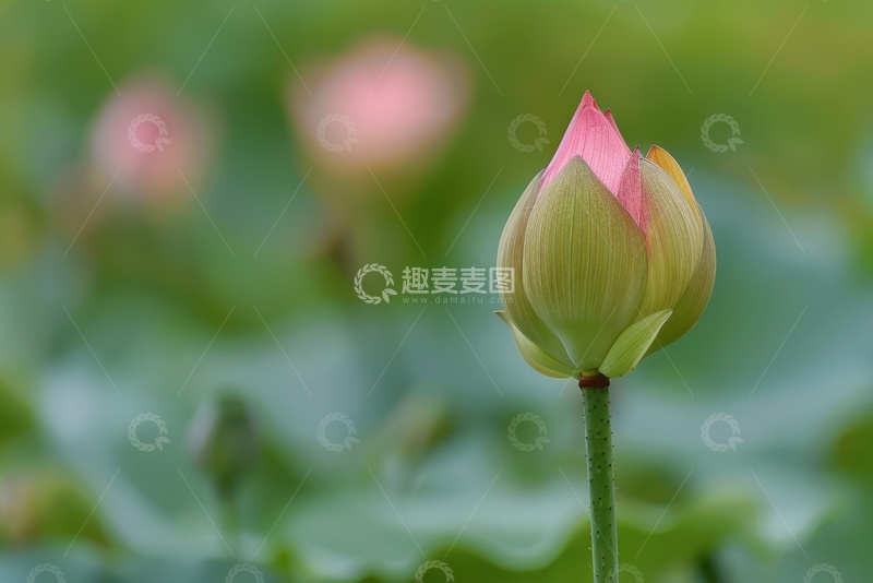 高清大图下载【趣麦麦图】荷塘里的荷花花苞