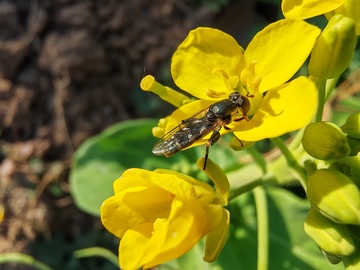 油菜花上的蜜蜂