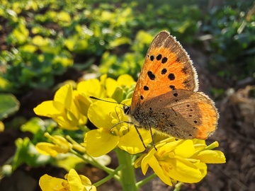 油菜花上的蝴蝶