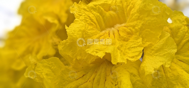 高清大图下载【趣麦麦图】油菜花特写摄影图片