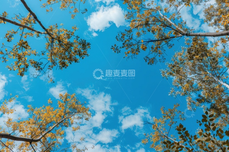 高清大图下载【趣麦麦图】树木树枝蓝天白云