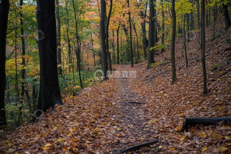 高清大图下载【趣麦麦图】落叶满地的丛林小路
