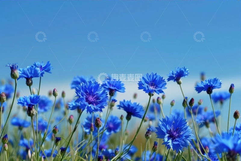 高清大图下载【趣麦麦图】盛开的蓝紫色野花花丛