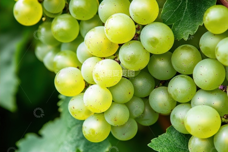 高清大图下载【趣麦麦图】绿色的葡萄串特写摄影