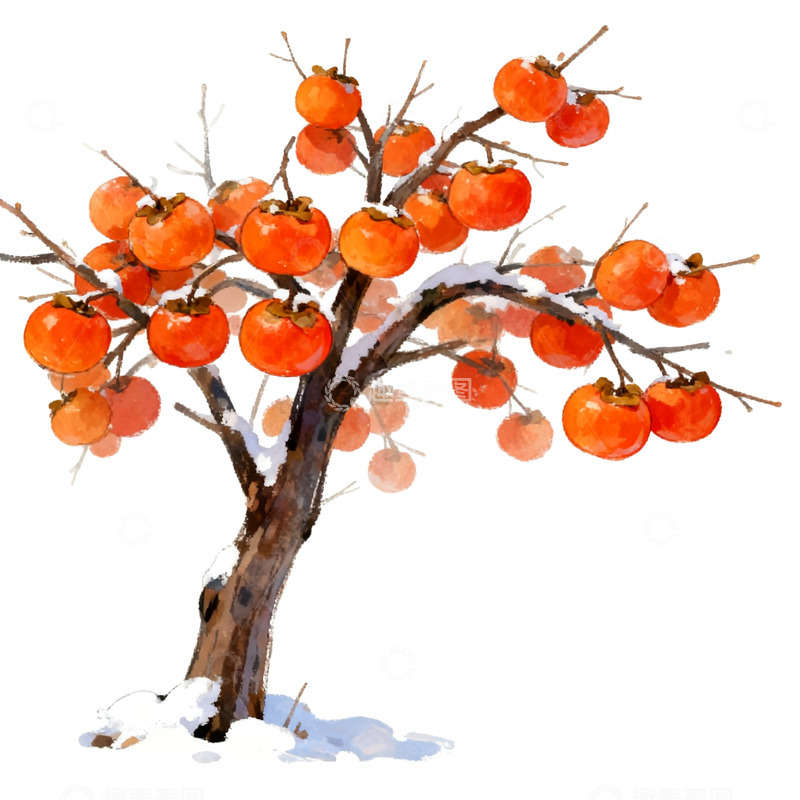 高清大图下载【趣麦麦图】水彩柿子树冬日美景