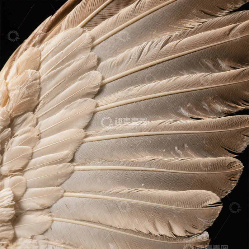 高清大图下载【趣麦麦图】-羽毛特写细节摄影