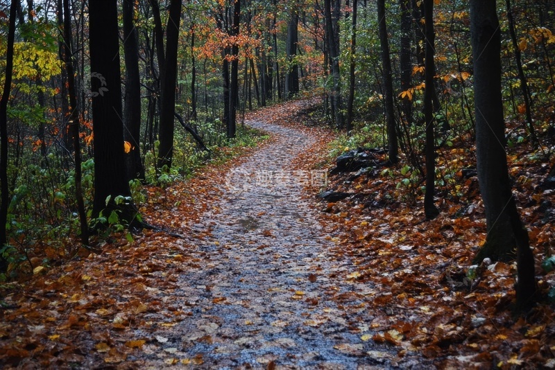 高清大图下载【趣麦麦图】树林里的一条羊肠小道