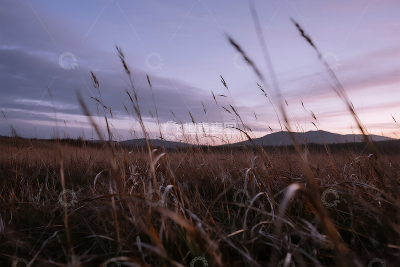 高清大图下载【趣麦麦图】黄昏旷野枯草摇曳5