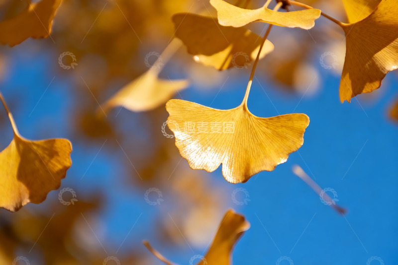 高清大图下载【趣麦麦图】-金黄的银杏叶特写2