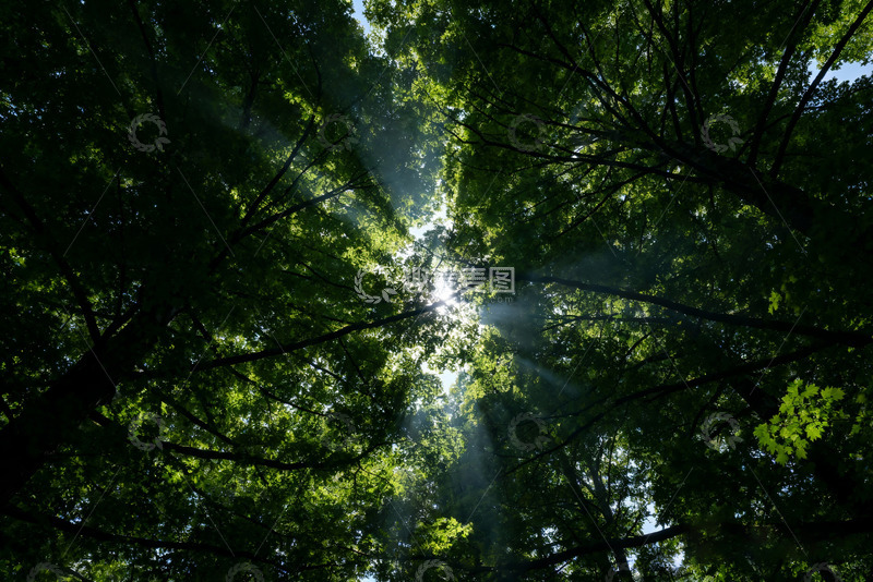 高清大图下载【趣麦麦图】森林交错树杈空间纵深感