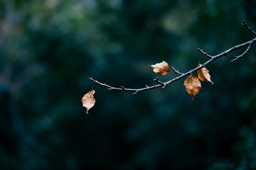 树枝枯叶风中摇曳