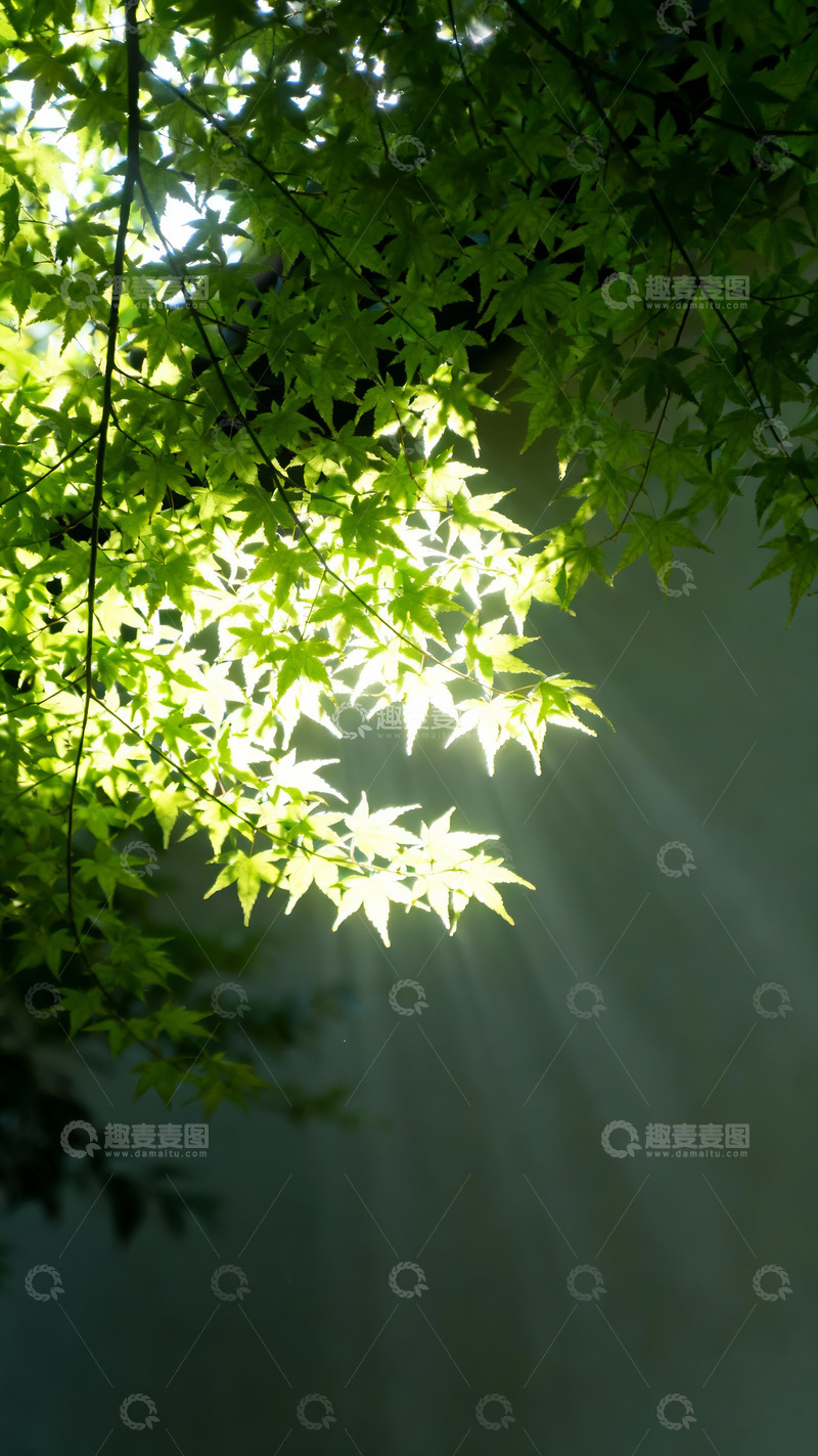 高清大图下载【趣麦麦图】光影透过枝叶投射下光线5