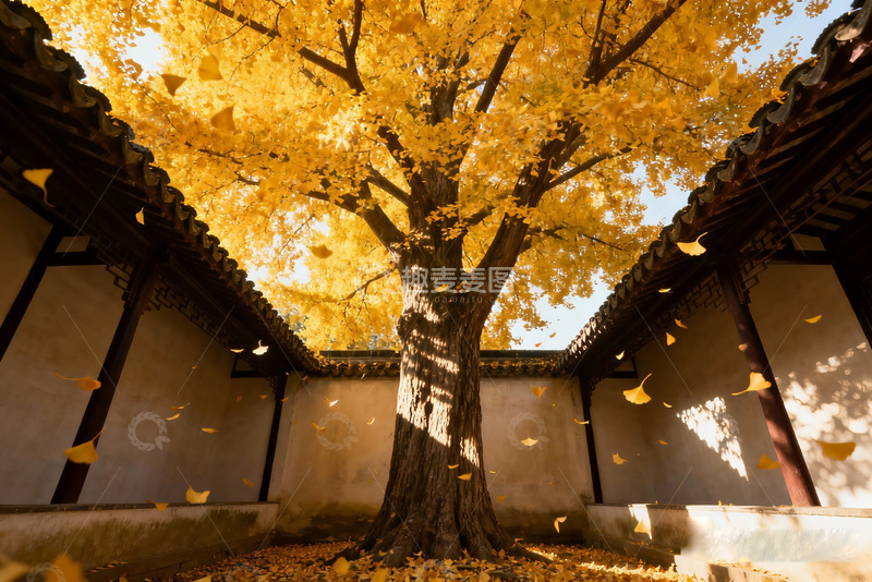 高清大图下载【趣麦麦图】天井里一颗银杏大树