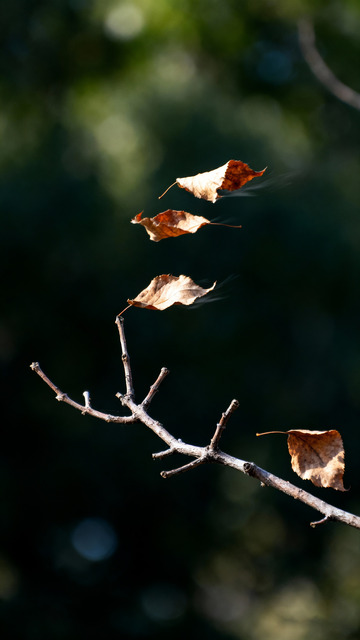 树枝枯叶风中摇曳4