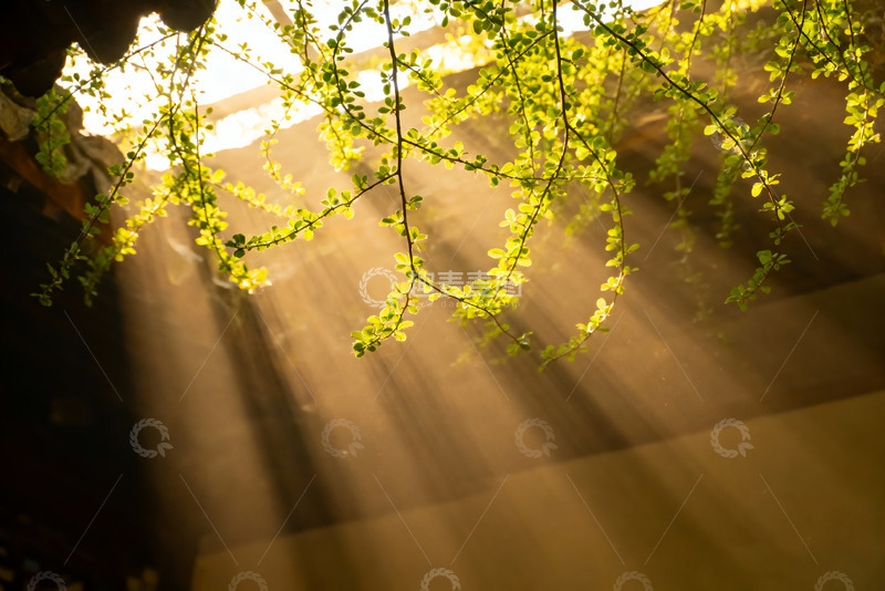 高清大图下载【趣麦麦图】光影透过枝叶投射下光线4