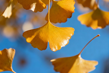 金黄的银杏叶特写3