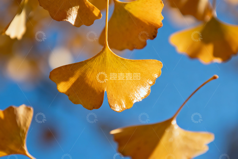 高清大图下载【趣麦麦图】金黄的银杏叶特写3