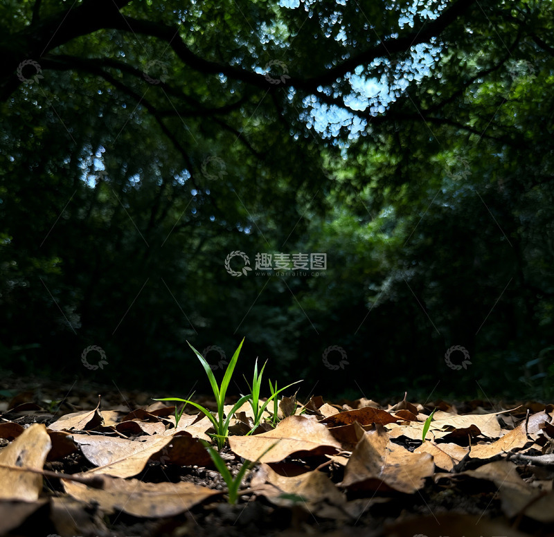 高清大图下载【趣麦麦图】暗调森系风景一片枯黄落叶2