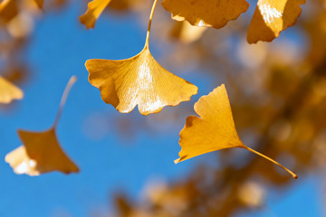 金黄的银杏叶特写1