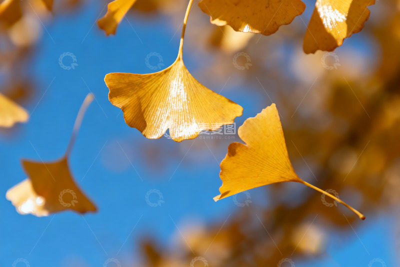 高清大图下载【趣麦麦图】-金黄的银杏叶特写1