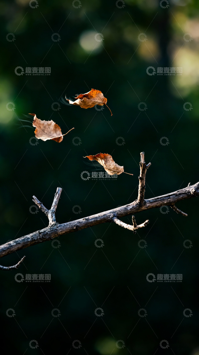 高清大图下载【趣麦麦图】树枝枯叶风中摇曳6