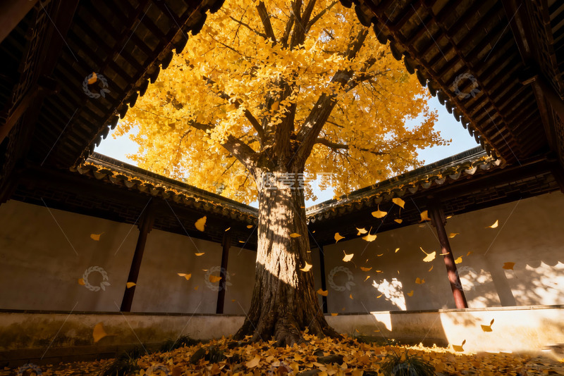 高清大图下载【趣麦麦图】天井里一颗银杏大树2