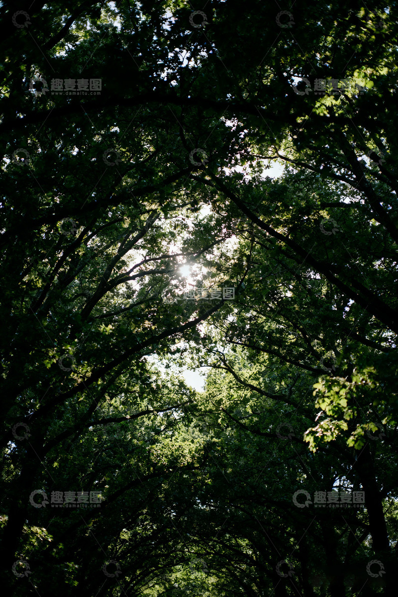 高清大图下载【趣麦麦图】-森林交错树杈空间纵深感2