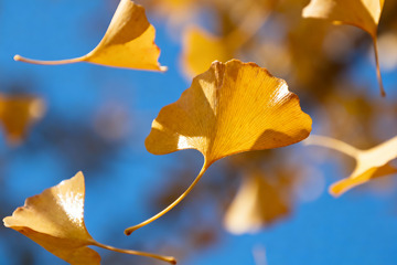 金黄的银杏叶特写4