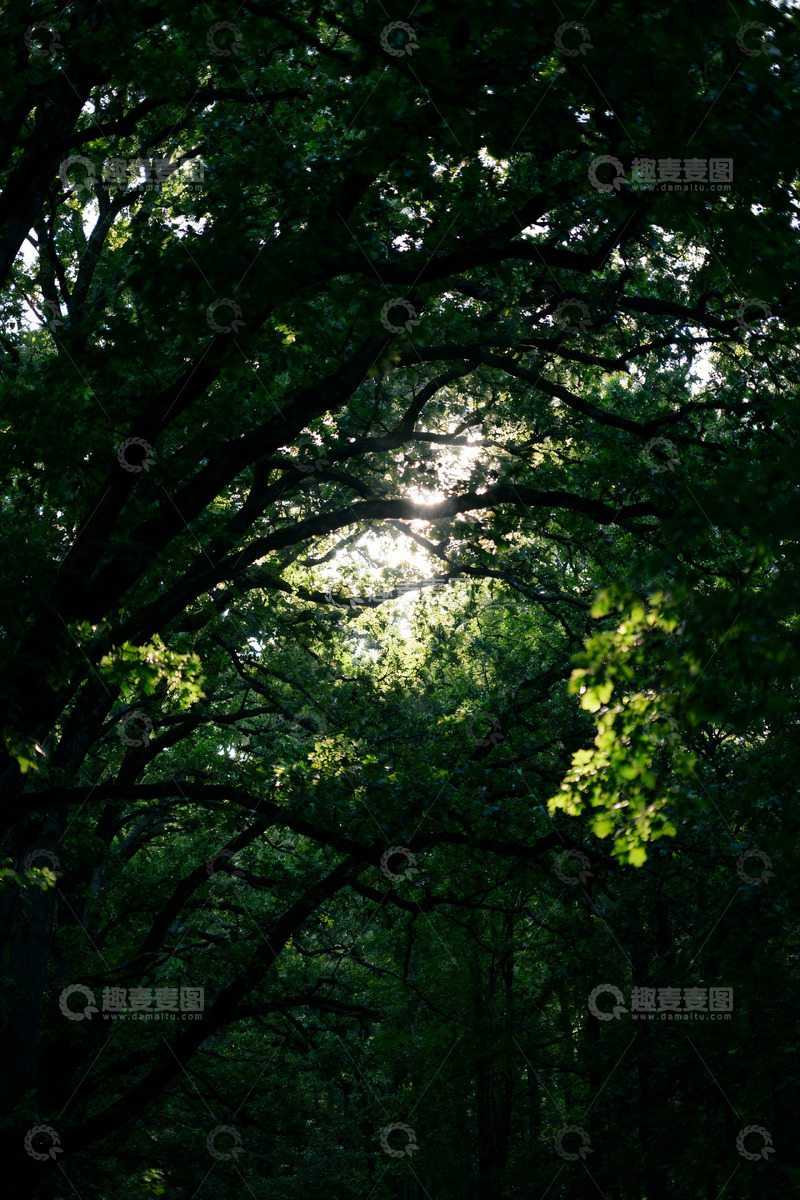 高清大图下载【趣麦麦图】森林交错树杈空间纵深感1